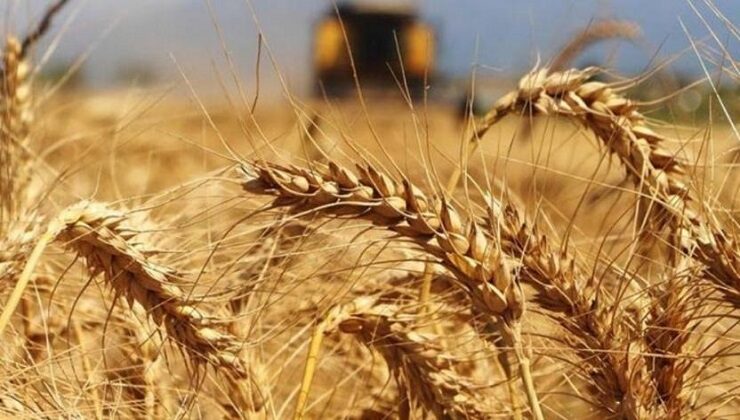 Buğday Fiyatlarındaki Artış Durdurulamıyor ! Açlık Endişesi…