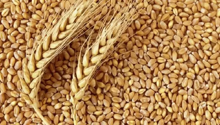 Buğday Fiyatlarındaki Artış Durdurulamıyor ! Açlık Endişesi...