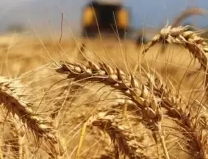 Buğday Fiyatlarındaki Artış Durdurulamıyor ! Açlık Endişesi…