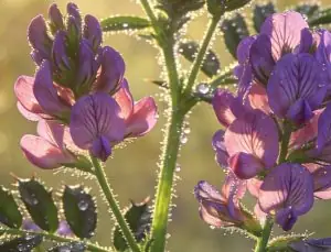 Astragalus(Geven otu) Nedir ve Ne İşe Yarar?
