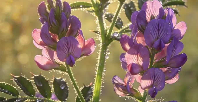 Astragalus(Geven otu) Nedir ve Ne İşe Yarar?